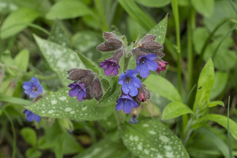 fiore rosa e celeste - Pulmonaria sp.